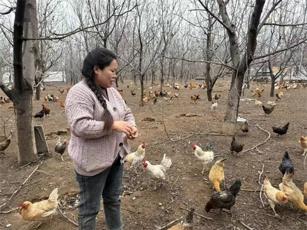 山西长子：林下养鸡铺就致富路