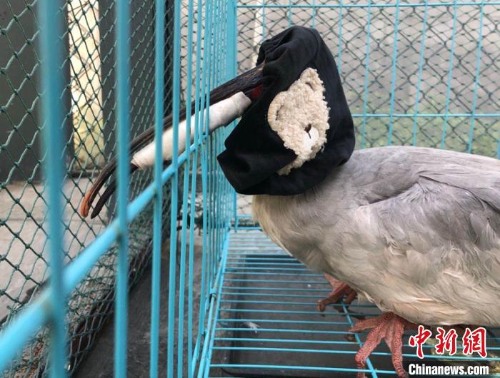 手术后回到繁育中心的受伤朱鹮眼睛被黑布蒙着。小土若水 供图