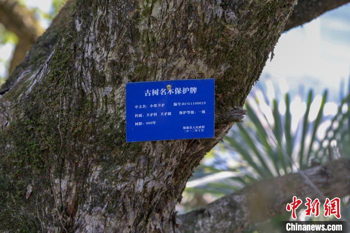 古树为小果卫矛，其中一棵树龄约800年 杨东 摄