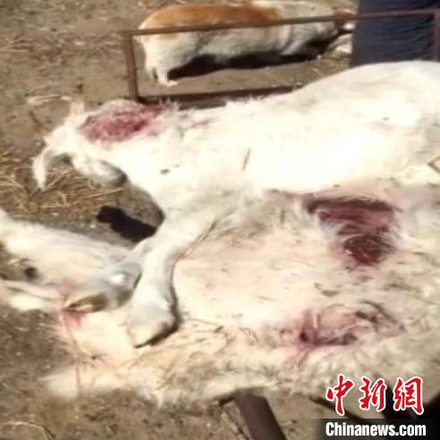 被咬断脖颈致死的羊。　齐齐哈尔市公安局供图