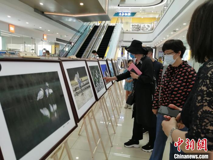 “海峡两岸黑脸琵鹭摄影展”现场。　李晛 摄