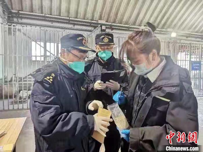 图为兰州海关工作人员检测进境种子。　兰州海关供图