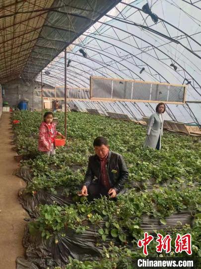 图为游客在贾利平的草莓种植园采摘。　受访者供图
