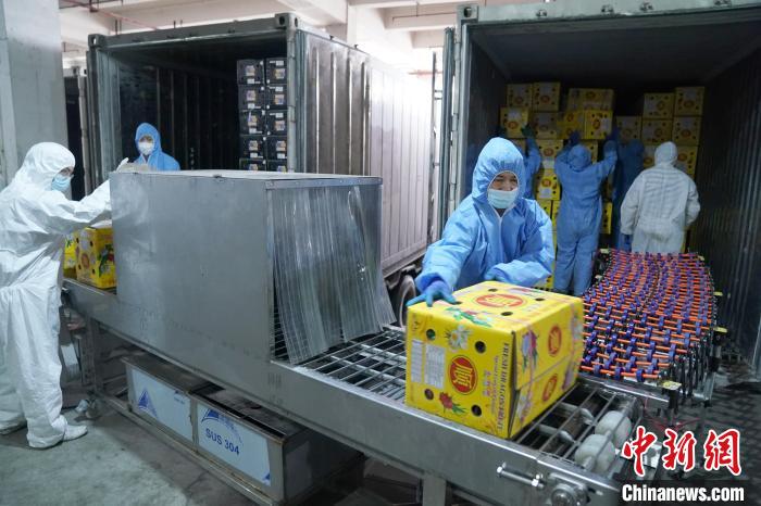 广西凭祥市中国—东盟(凭祥)水果城内，工作人员将水果送入消毒机消毒。　陈冠言 摄